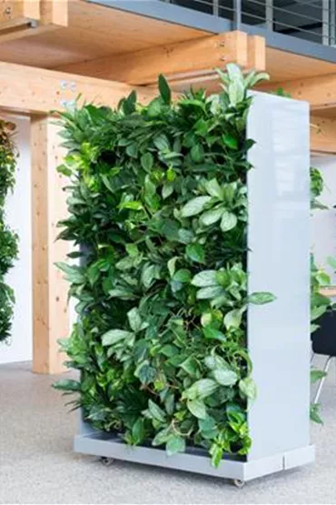 Raumteiler aus grünen Pflanzen