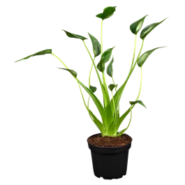 Alocasia Hybriden ‚Tiny Dancer‘