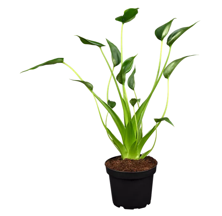 Pfeilblatt 'Tiny Dancer'