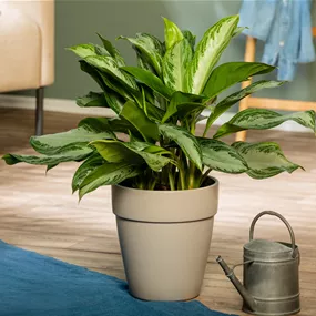 Aglaonema Silver Bay