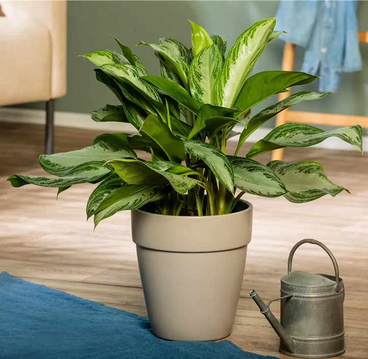 Kolbenfaden 'Silver Bay'