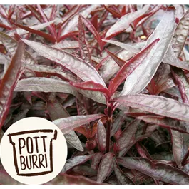 Alternanthera sessilis Heilkräuter Potburri