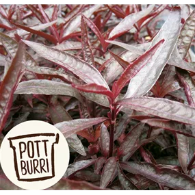 Alternanthera sessilis Heilkräuter Potburri