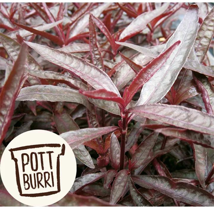 Mukunu-Wenna Pflanze