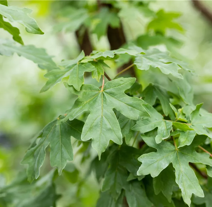 Kugel-Feldahorn 'Anny`s Globe', 20 Liter Topf