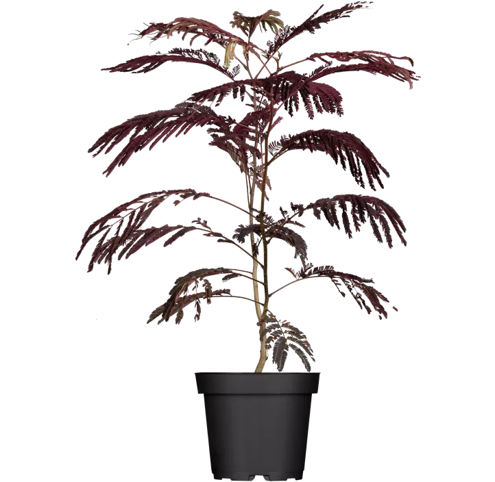 Roter Seidenbaum 'Summer Chocolate'(s)