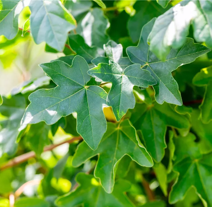 Kugel-Feldahorn 'Anny`s Globe', 20 Liter Topf