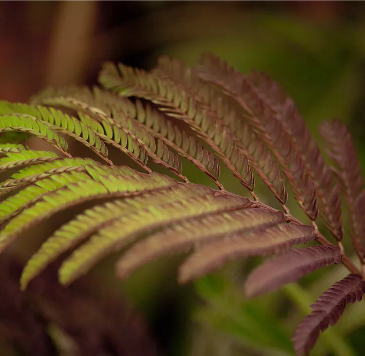 Roter Seidenbaum 'Summer Chocolate'(s)