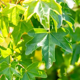 Acer campestre Annys Globe