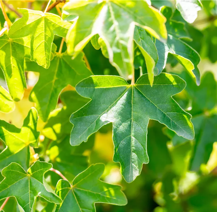 Kugel-Feldahorn 'Anny`s Globe', 20 Liter Topf