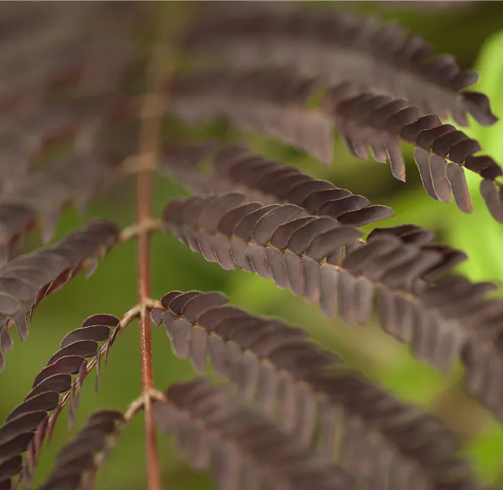 Roter Seidenbaum 'Summer Chocolate'(s)