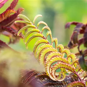 Albizia Summer Chocolate Busch
