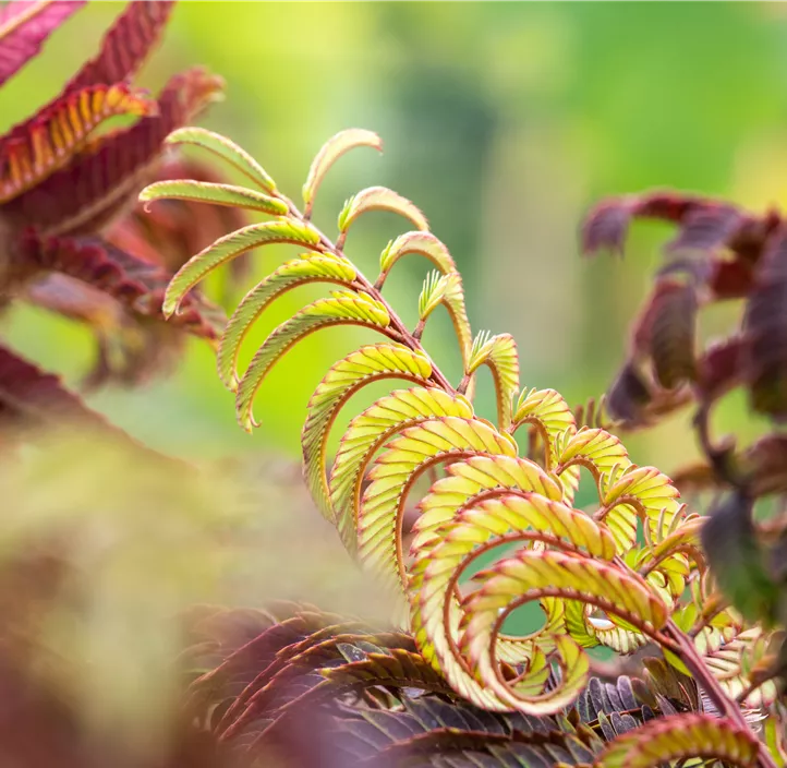 Roter Seidenbaum 'Summer Chocolate'(s)