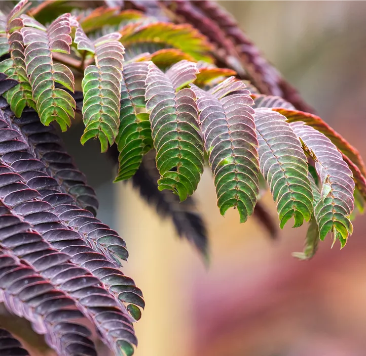 Roter Seidenbaum 'Summer Chocolate'(s)