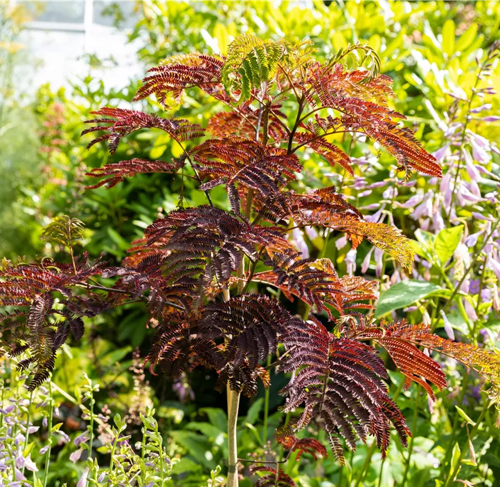 Roter Seidenbaum 'Summer Chocolate'(s)