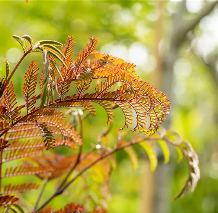 Roter Seidenbaum 'Summer Chocolate'(s)