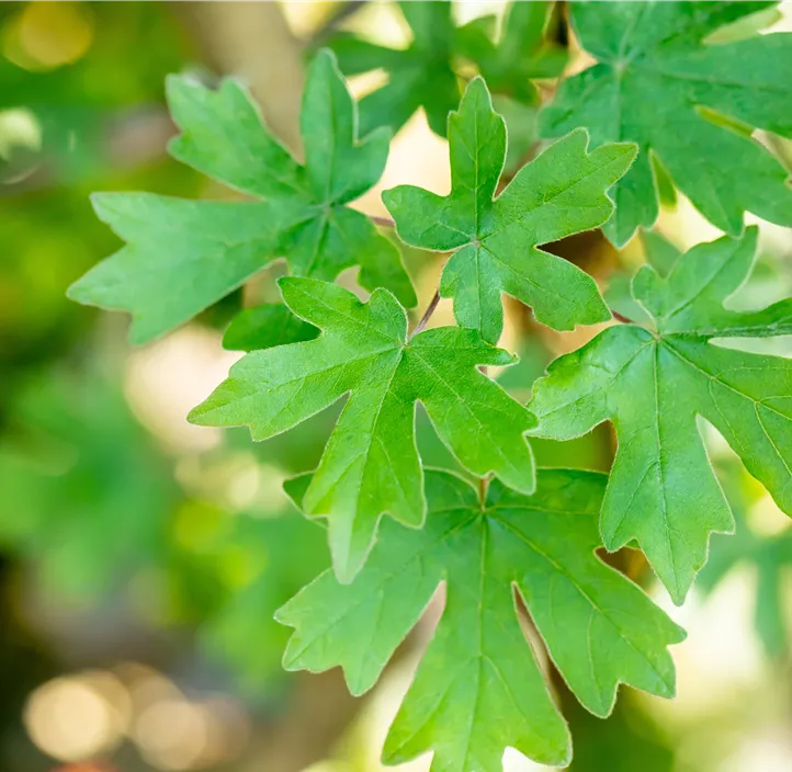 Kugel-Feldahorn 'Anny`s Globe'