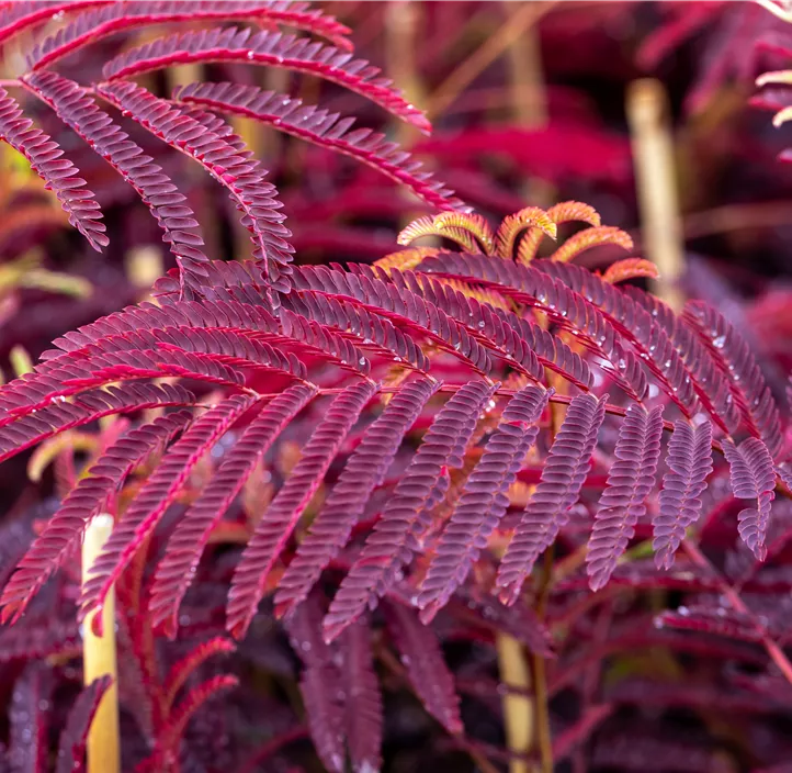 Roter Seidenbaum 'Summer Chocolate'(s)