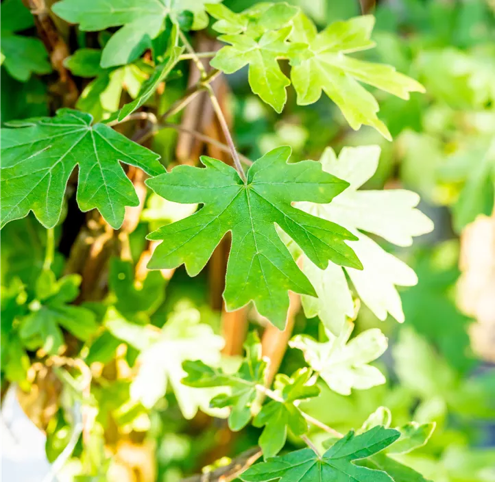 Kugel-Feldahorn 'Anny`s Globe'