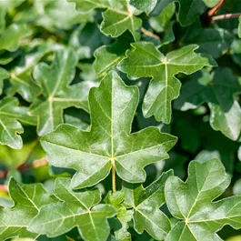 Acer campestre 'Anny's Globe'