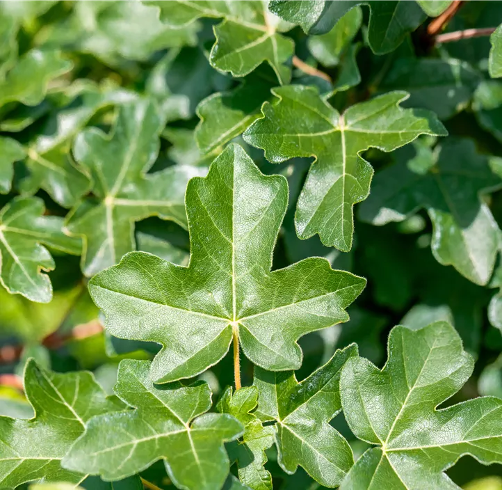 Kugel-Feldahorn 'Anny`s Globe'