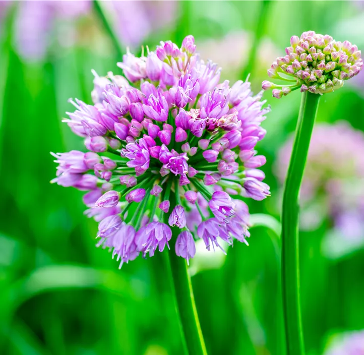 Ausdauernder Lauch 'Millenium'