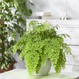 Adiantum Fritz luthi