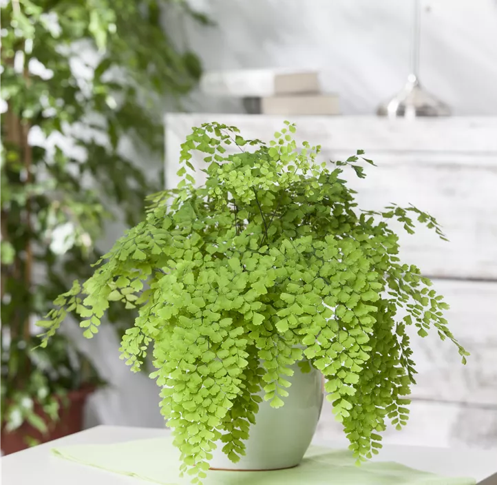 Frauenhaarfarn 'Fritz Lüthi'