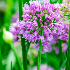 Allium hybriden Millenium