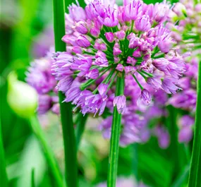 Allium hybriden Millenium