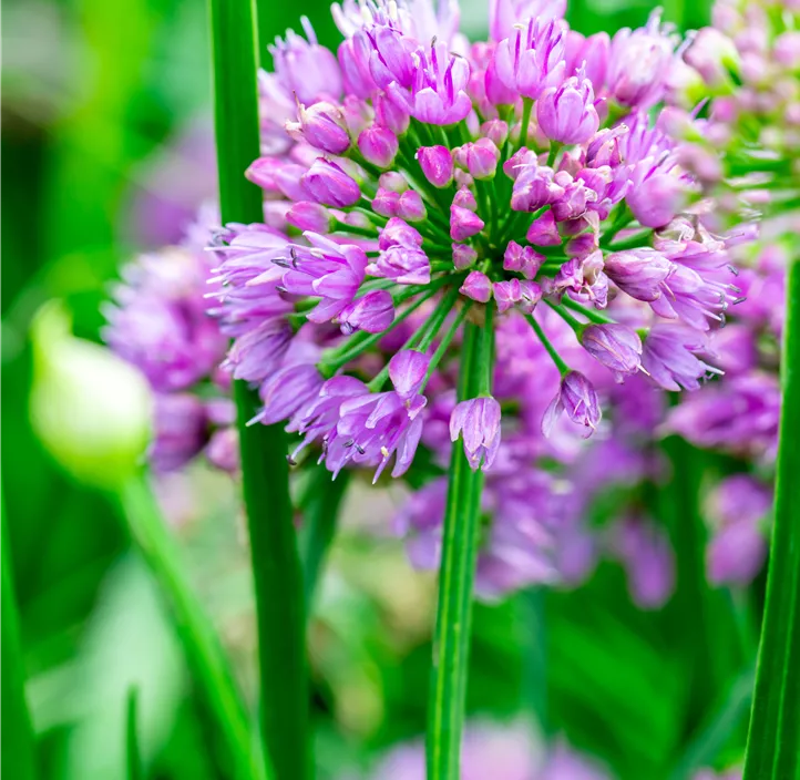 Ausdauernder Lauch 'Millenium'