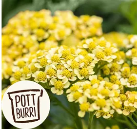 Achillea millefolium Milly Rock Pottburri