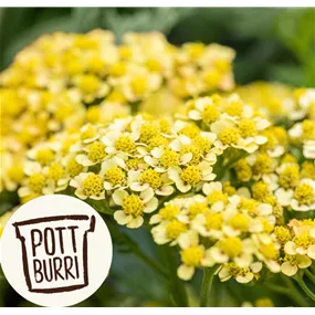 Achillea millefolium Milly Rock Pottburri