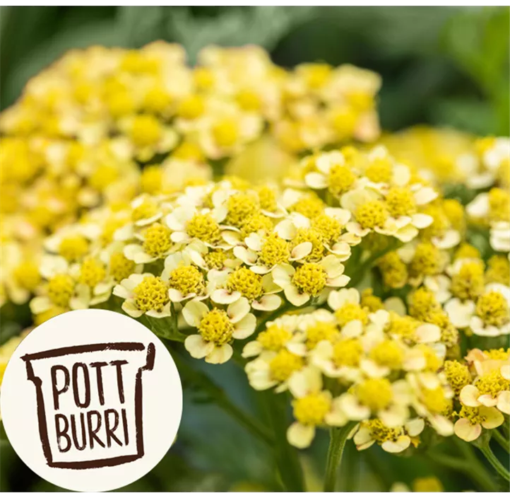 Schafgarbe 'Milly Rock'