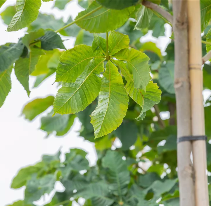 Scharlachkastanie 'Briotii'