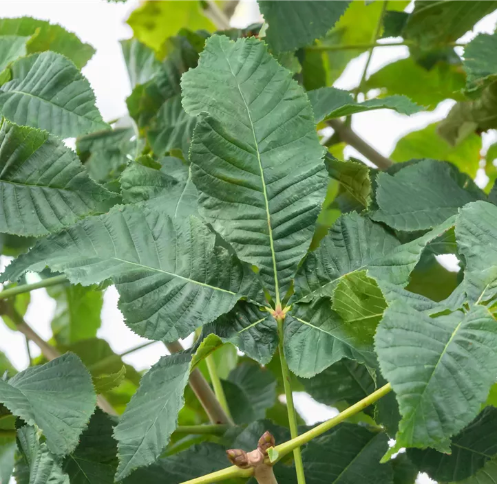 Scharlachkastanie 'Briotii'