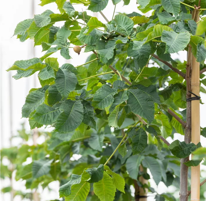 Scharlachkastanie 'Briotii'