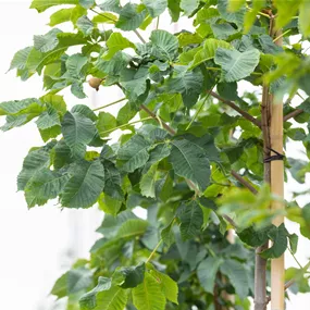 Aesculus carnea Briotii HaB