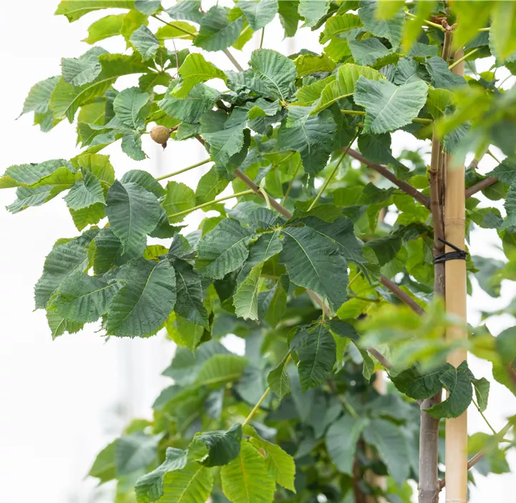 Scharlachkastanie 'Briotii'