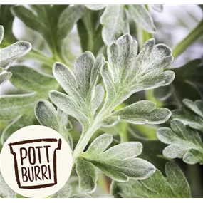 Artemisia absinthium Heilkräuter Potburri