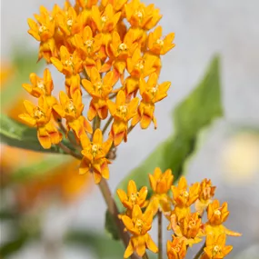 Asclepias tuberosa Orange