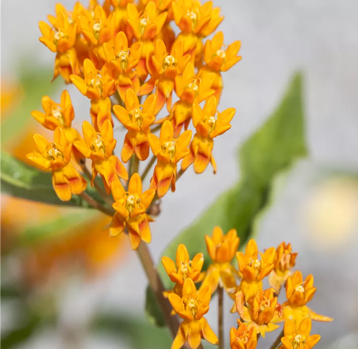 Knollige Seidenpflanze orange