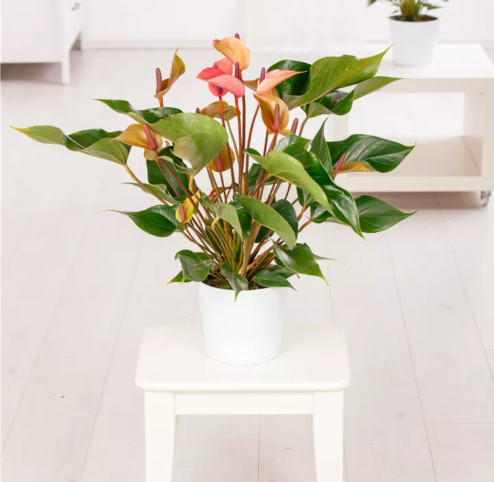 Flamingoblume 'KARMA Peach'