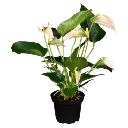Anthurium andreanum 'Karma Peach'