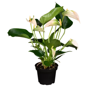 Anthurium andreanum 'Karma Peach'