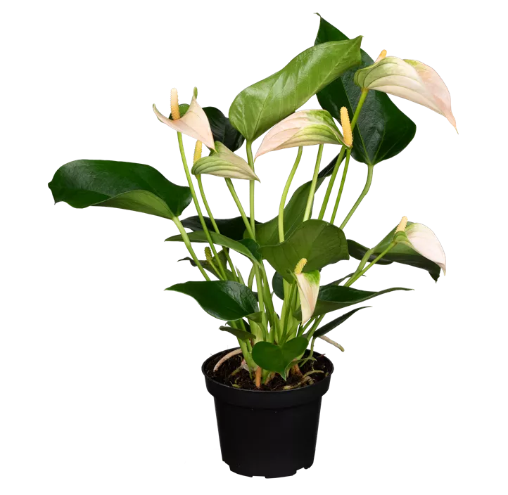 Flamingoblume 'KARMA Peach'