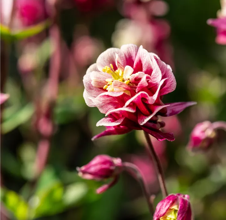Garten-Akelei 'Winky Red-White'