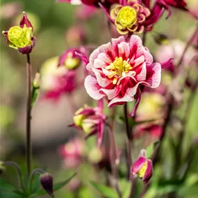 Aquilegia vulgaris Winky Double Red&White