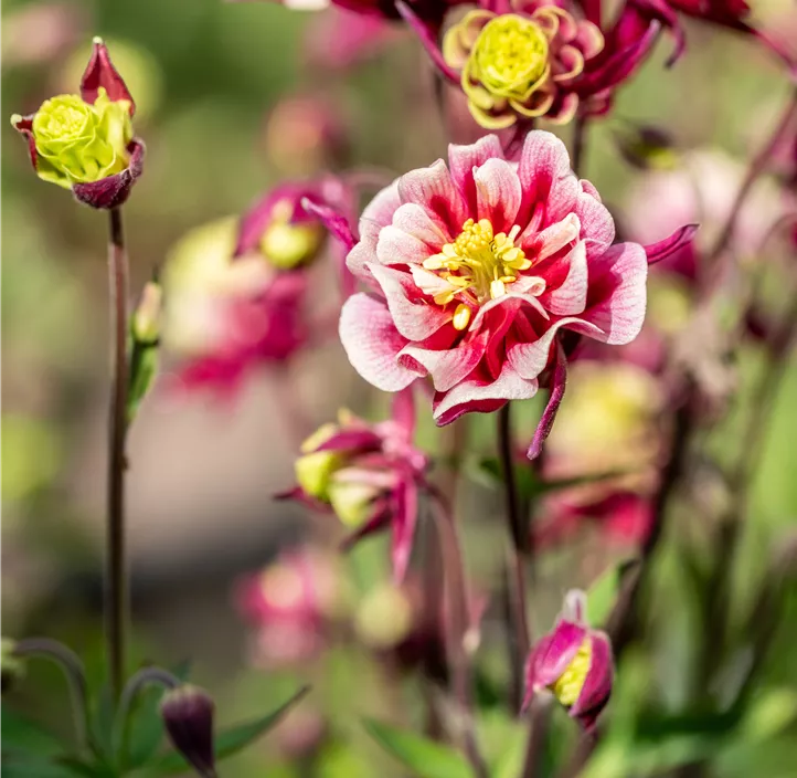 Garten-Akelei 'Winky Red-White'