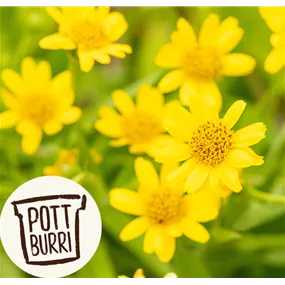 Arnica montana Heilkräuter Potburri